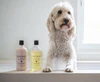 Bondi Wash Dog Wash Paperbark & Lemongrass