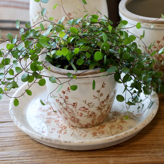 Übertopf Zimmerpflanzen Chic Antique Chaville Creme Keramik Vintage