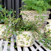 Keramik-Übertopf Chic Antique Olive Creme Olivenmuster 13 cm